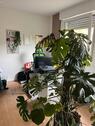 Foto - Etagenwohnung in Stuttgart