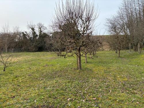 Foto - Grundst&uuml;ck in Kippenheim