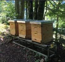 Bienenstandplatz in 37154 Northeim zu vergeben