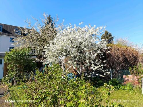 Foto - Grundst&uuml;ck zur Miete in Dresden