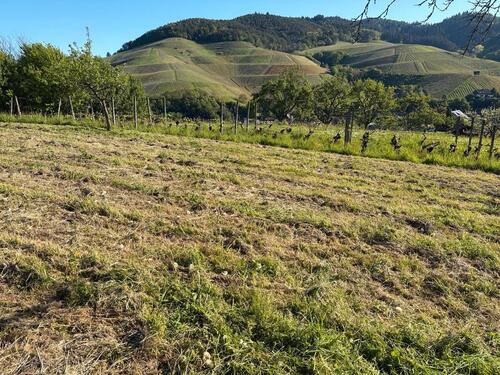 Foto - Wiesengrundstück in 77815 Bühl - 2.150,00&nbsp;EUR Kaltmiete, ca.&nbsp; 0,00&nbsp;m&sup2;