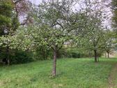 Foto - Grundst&uuml;ck in Kraichtal