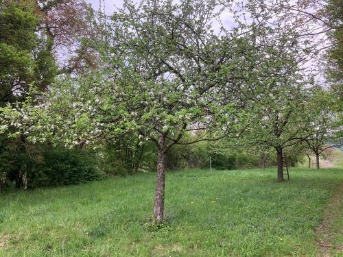 Foto - Grundst&uuml;ck in Kraichtal