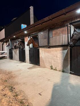Foto - Vigorhorses-Ferienwohnung auf dem Pferdehof I Natur & Ruhe
