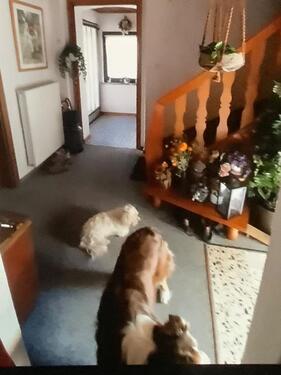 Foto - Einfamilienhaus in Hundsangen zum Kaufen