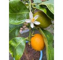 Kleinod in idyllischer Waldrandlage im Aussenbereich von Greven - Saerbeck