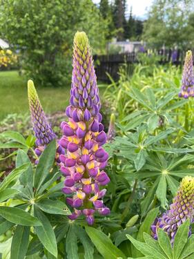 Foto - Grundst&uuml;ck in Schneeberg zur Miete