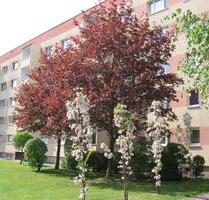 Wohnung für Selbstrenovierer - mit Einbauküche - Borna