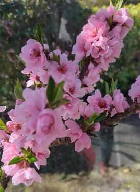Foto - Einfamilienhaus mit Einliegerwohnung in Eyendorf von privat