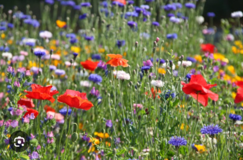 Foto - Alternatives WohnenLeben mit Tieren
