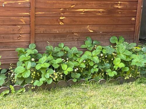 Foto - Grundst&uuml;ck zur Miete in Erfurt