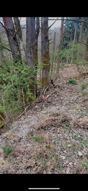 Foto - Grundstück in Schlangenbad