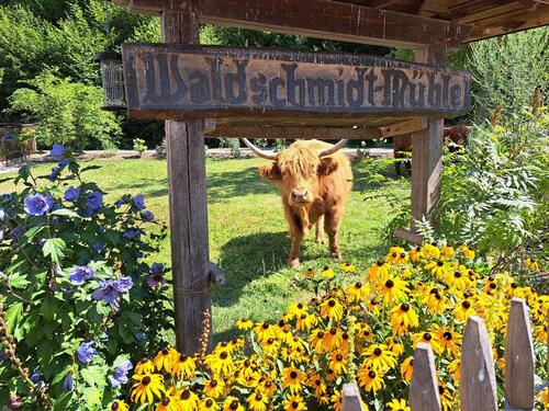 Foto - Wohnen im Dörsbachtal - 520,00 EUR Kaltmiete,