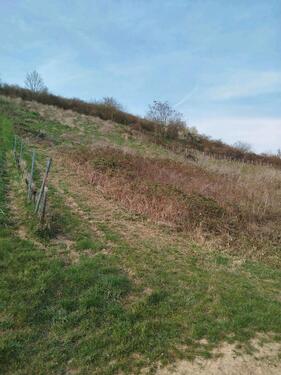 Foto - Brachfläche im Wegedreieck zw. Weinbergen Münster Sarmsheim