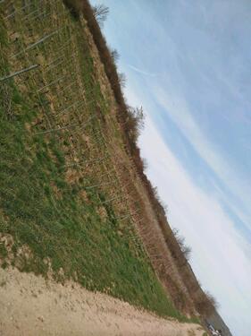 Foto - Grundstück zur Miete in Mainz