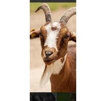 Hangweide für Ziegen , Ponies oder Schafe - Neubulach