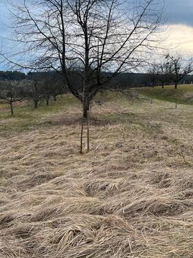 Foto - Obstwiese in BerglenHößlinswart