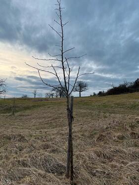 Foto - Grundst&uuml;ck in Schorndorf