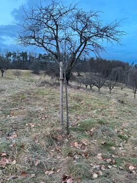 Foto - Grundst&uuml;ck in Schorndorf zur Miete
