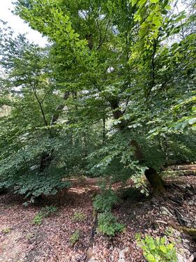 Foto - Grundst&uuml;ck in Kelheim zur Miete