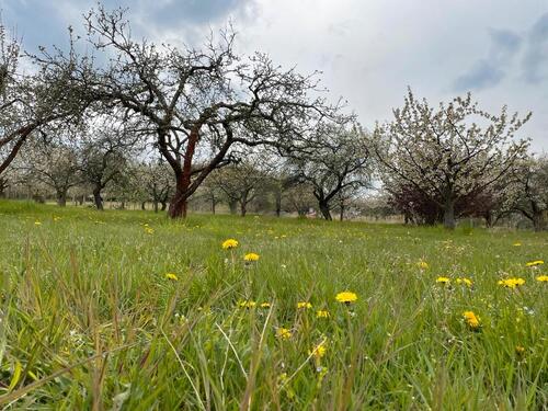 Foto - Stellplatz Wohnwagen, Trailer, Boot, Anhönger