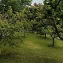 Foto - Einfamilienhaus in Tiefenbach zum Kaufen