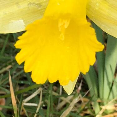 Foto - Grundst&uuml;ck zur Miete in Rothenburg/Oberlausitz