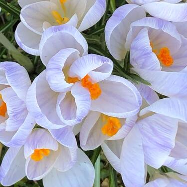 Foto - Grundst&uuml;ck in Rothenburg/Oberlausitz zur Miete