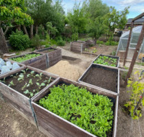 Kleingarten in Rostock Groß Schwaß in kleiner, ruhiger Anlage