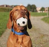 Heimat für Herz und Seele - 1.750,00&nbsp;EUR Kaltmiete, ca.&nbsp; 136,00&nbsp;m&sup2; in Steinhagen (PLZ: 33803)