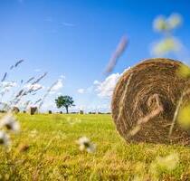 Landwirtschaftliche Fläche - RainStraubing!