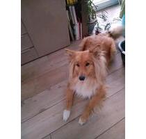 Für Studentinnen Zimmer zu vermieten - Halle (Saale) Frohe Zukunft