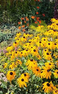 Foto - Grundstück zur Miete in Hohenstein-Ernstthal