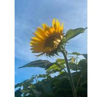 Ruhige 2-ZKB-Gartenwohnung in Cölbe für 1-2 Personen zum 1.5.26