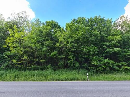Foto - Ixheim bei Zweibrücken, Rimschweilerstr. 1264 qm bewaldetes Grundstück