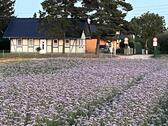 Foto - Doppelhaushälfte Ostee Usedom Neeberg