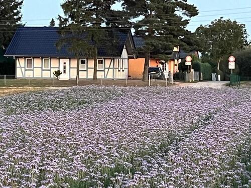 Foto - Doppelhaushälfte Ostee Usedom Neeberg