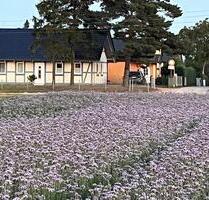 Doppelhaushälfte Ostee Usedom Neeberg - Kröslin