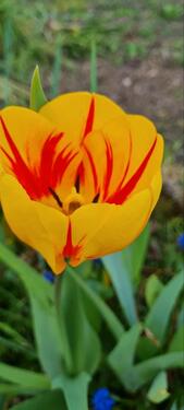 Foto - Garten in Haldensleben - 2.000,00 EUR Kaltmiete, ca.  0,00 m²