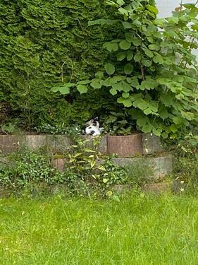 Foto - EFH (Provisionsfrei, letzte Chance)