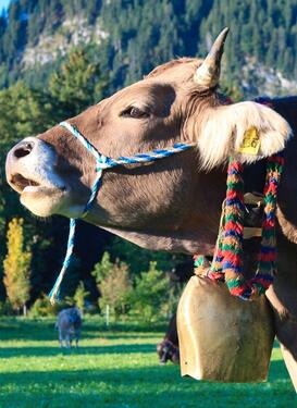 Foto - andere zur Miete in Pfronten