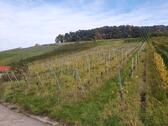 Foto - Weinberg Muskattrollinger Trollinger