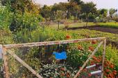 Foto - Kleingarten Pachtgarten abzugeben