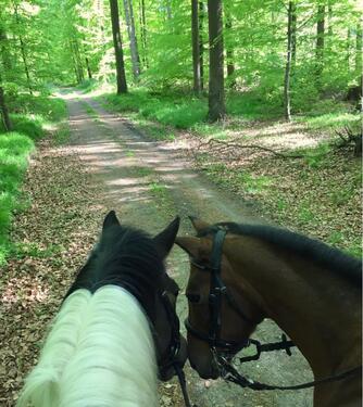 Foto - 3 Zimmer Erdgeschoßwohnung zur Miete in Diesdorf