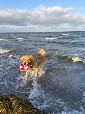 Foto - For Rent: Haushaelfte 100m2 mit Terasse und Garten