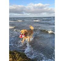 For Rent: Haushaelfte 100m2 mit Terasse und Garten - Fehmarn