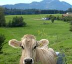 Foto - andere in Rückholz