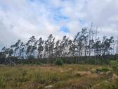 Foto - Wald - Waldstück - 2,00 EUR Kaltmiete, ca.  0,00 m²