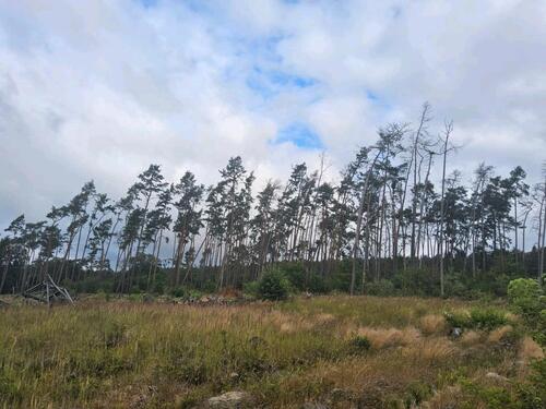 Foto - Wald - Waldstück - 2,00 EUR Kaltmiete, ca.  0,00 m²
