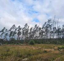 Wald - Waldstück - 2,00 EUR Kaltmiete, ca.  0,00 m² in Jerichow (PLZ: 39319)
